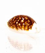 Siebkauri-Schnecke $$$$ NIGER & ROSTRATE $$$ ZEER ZELDZAM, Nieuw