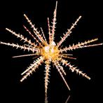 Extreem zeldzame zee-egel Taxidermie volledige montage -