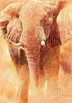Kunstdruk Renato Casaro - Elefant Study 70x100cm, Huis en Inrichting, Woonaccessoires | Schilderijen, Tekeningen en Foto's, Verzenden