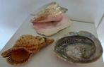 Schaaldier Schelpdier - Familie Strombidae - Charonia -, Antiek en Kunst, Curiosa en Brocante