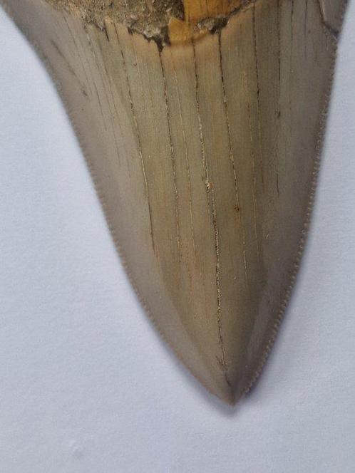 Megalodon - Fossiele tand - Otodus (Carcharocles) megalodon, Verzamelen, Mineralen en Fossielen