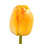 Bloembollen - 64 x Tulp Yellow Pride - geel, Verzenden, Voorjaar, Volle zon, Bloembol