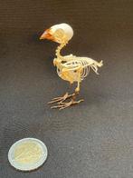 Javan Munia - Taxidermie volledige montage - Lonchura, Verzamelen, Nieuw