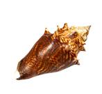 Flügelschnecke - ZONDER MINIMUMPRIJS Taxidermie wandmontage, Nieuw