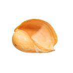 Indian volute of Bailer shell Taxidermie wandmontage - Melo, Verzamelen, Nieuw