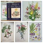 Josef Weisz, Tom & Marion Sheehan. - Orchid Genera & Blumen