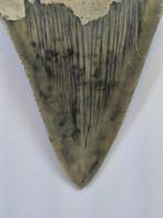 Megalodon - Fossiele tand - 7 cm
