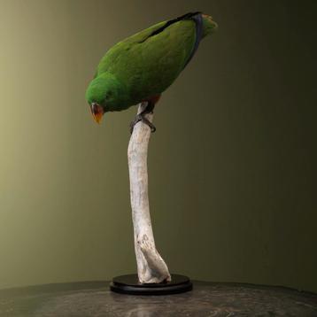 Edelpapegaai Man Taxidermie Opgezette Dieren By Max beschikbaar voor biedingen