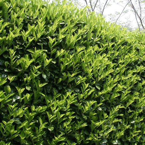 Laurier - Prunus Laurocerasus Novita - 60-80 cm, Tuin en Terras, Planten | Bomen, Ophalen of Verzenden