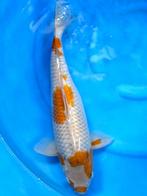 HQ Ochiba Singure van Ikarashi 40cm (Japanse Koi), Karper of Koi