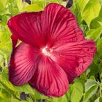 Hibiscus Moscheutos Luna F1 Red (Rood, Herfstplanten kopen?), Ophalen of Verzenden, Eenjarig, Overige soorten