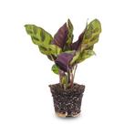 Calathea Lancifolia - Pauwenplant - Terrarium plant - Potmaa, Verzenden