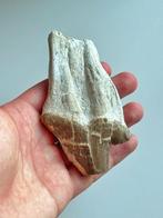 Walvis - Fossiele tand - Pappocetus lugardi