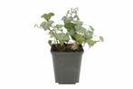 Klimop Hedera helix Plattensee 5-10 Pot P9, Tuin en Terras, Planten | Tuinplanten