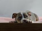 Old English Bulldog pups! t Gezonde type. Mogen mee!, Parvo, Nederland, 8 tot 15 weken, Bulldog