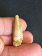 Spinosaurus - Fossiele tand - 3 cm (Zonder Minimumprijs), Verzamelen