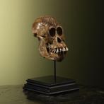 Orang-oetan Schedel - Pongo pygmaeus - 29 cm - 16 cm - 17, Nieuw