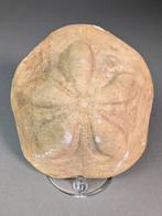 Grote zeeduizendpoot - Fossiel skelet - Clypeaster sp. - 14, Verzamelen, Mineralen en Fossielen