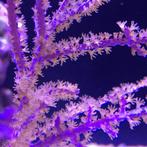 Muriceopsis Flavida (Purple Bush Gorgonian) M (Ong. 5-6 cm), Dieren en Toebehoren, Ophalen of Verzenden, Nieuw