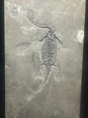 Fossiele plaatmatrix - Keichousaurus sp. (Pregnant) - 24 cm beschikbaar voor biedingen