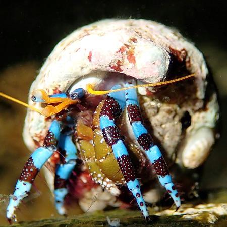 Calcinus Elegans (Blauwe heremietkreeft), Dieren en Toebehoren, Vissen | Aquaria en Toebehoren, Ophalen of Verzenden