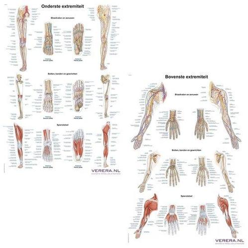 Anatomie posters bovenste en onderste extremiteit (Nederl..., Sport en Fitness, Overige Sport en Fitness, Verzenden