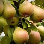 Pyrus communis ‘Beurre Hardy’ + pot 23cm, Verzenden, Volle zon