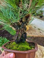 Pinus Thunbergii Corticosa - Verzamelstuk - Hoogte (boom):