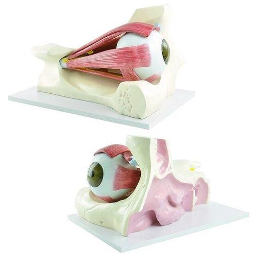 Anatomie model oog met spieren en zenuwen, Sport en Fitness, Overige Sport en Fitness, Verzenden