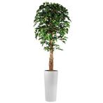 Ficus kunstplant, H250cm, Ophalen of Verzenden