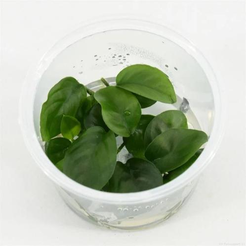 Moerings Anubias nangi in 100CC vitro cup Waterplant, Dieren en Toebehoren, Vissen | Aquaria en Toebehoren, Ophalen of Verzenden