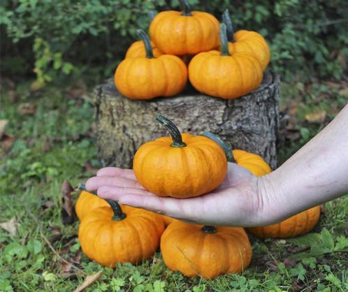 Sam orange kleinere halloween 50 zaden - oranje pompoentjes, Hobby en Vrije tijd, Knutselen, Nieuw, Ophalen of Verzenden