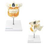 Anatomie model tanden en kiezen volwassen gebit, Verzenden, Nieuw