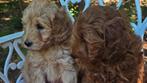 Sunshine Doodledreamteam Doodletjes, Parvo, Nederland, Overige rassen, 8 tot 15 weken