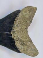 Megalodon - Fossiele tand - 12.2 cm