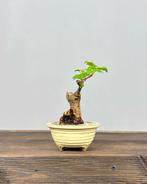 Viburnum - Hoogte (boom): 15 cm - Diepte (boom): 12 cm -