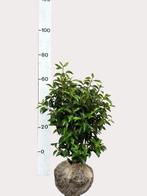 Prunus lusitanica Angustifolia (portugese laurier), Tuin en Terras, Planten | Struiken en Hagen, Ophalen of Verzenden, Laurier