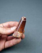 Spinosaurus - Fossiele tand - Spinosaurus aegyptiacus rojo