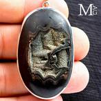 Buitengewoon Speetoniceras Versicolor - Pyritized