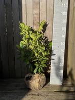 Laurierhaag planten te koop – Prunus Novita 60-80 cm, Ophalen, Laurier, Haag, Minder dan 100 cm