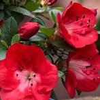 Azalea Satsuki Bonsai ‘Benibeni - Hoogte (boom): 17 cm -