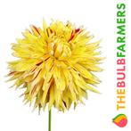 The Bulb Farmers - 12 x Dahlia Cambridge - geel met rood, Verzenden, Voorjaar, Volle zon, Bloembol