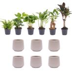 Mini planten set 6 - Inclusief 6x pot Joey grijs mat, Verzenden