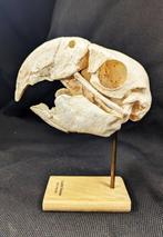 scharlakenara Schedel - (Ara macao) - Museum Grade Replica -