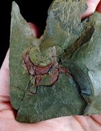 Primitieve stekelhuidige - Stylophora!!! - Gefossiliseerd