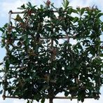 Glansmispel leiboom | Leiphotinia | Photinia Red Robin, Nieuw