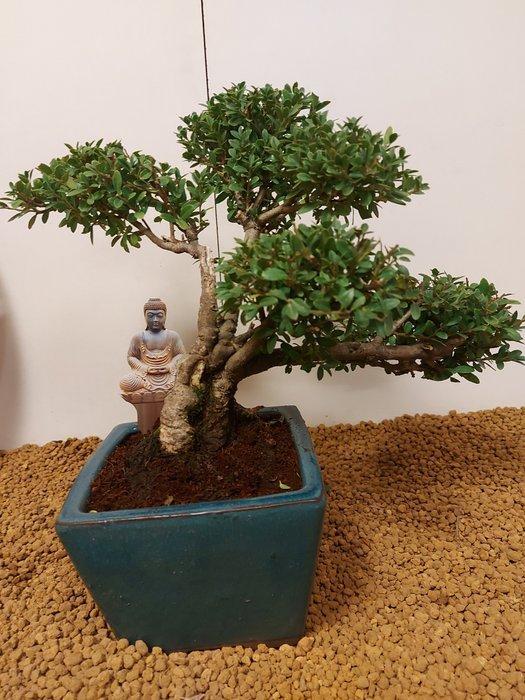 Japanese holly bonsai (Ilex crenata) - Hoogte (boom): 27 cm, Antiek en Kunst, Curiosa en Brocante