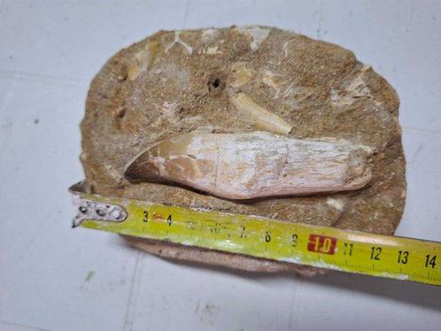 Tanden van mosasaurus prognathodon SP op matrix - Fossiele, Verzamelen, Mineralen en Fossielen