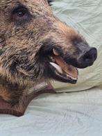 Everzwijn Attila Taxidermie wandmontage - Sus scrofa -, Nieuw
