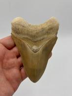 HUGE! BONE VALLEY 4.7 inch Otodus Megalodon - Fossiele tand, Verzamelen, Mineralen en Fossielen